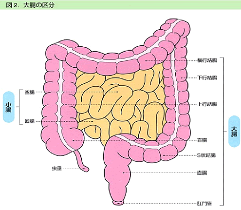 図2. 大腸の区分