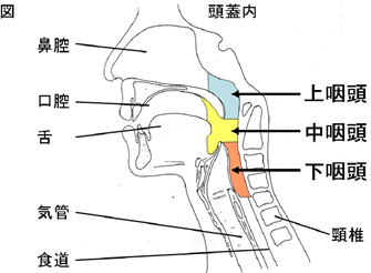 咽頭の図